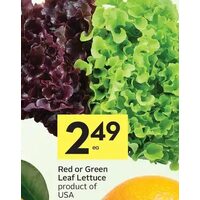 Red Or Green Leaf Lettuce 