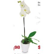 Phalaenopsis Orchid - $19.98