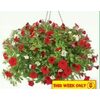 10" Canada Day Hanging Baskets - $9.88