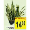 8" Tropical Plants - $14.88