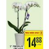 5'' Premium Orchids  - $14.88