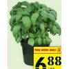 9'' Potted Basil  - $6.88