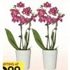 Phalaenopsis Orchids in Ceramic - Starting at $9.99
