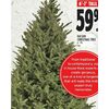 Balsam Christmas Tree - $59.99