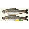 Fresh Ontario Whole Dressed Rainbow Trout  - $8.99/lb ($1.00 off)