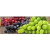 Green, Red or Black Seedless Grapes - $4.49/lb